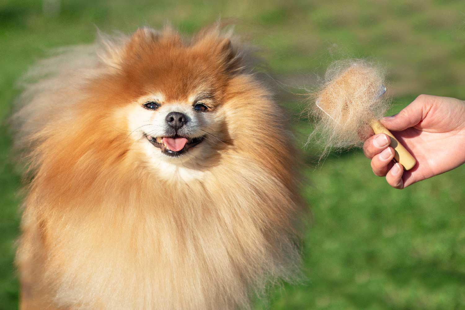 Dog with person holding some of its fur